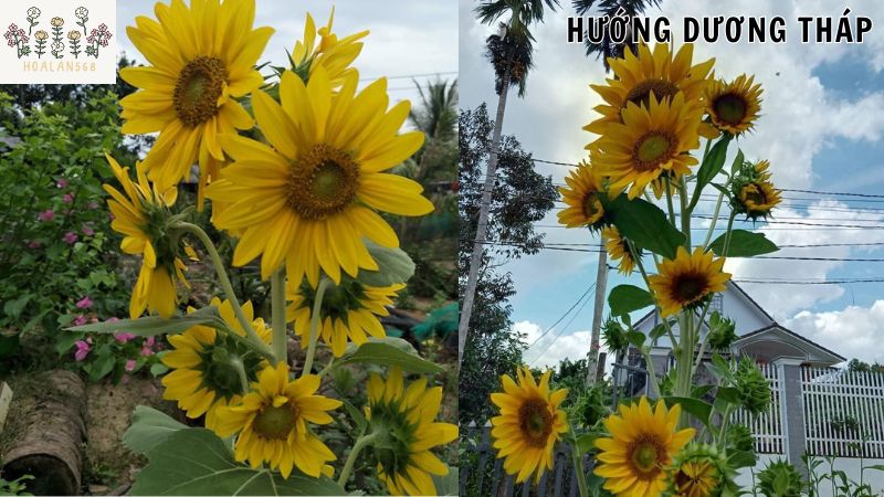 Hướng dẫn chuẩn bị trồng hoa hướng dương tháp