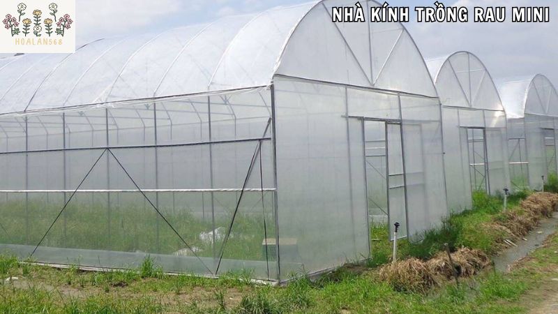 Cách chăm sóc rau trồng trong nhà kính mini